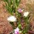 carpobrotus- doca-frutilla de mar